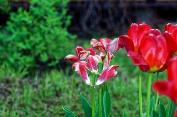 Obraz na płótnie Canvas old red tulip in the garden