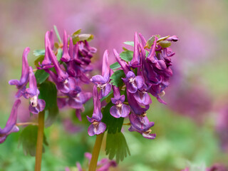 Purple corydalis flowers in forest on early spring