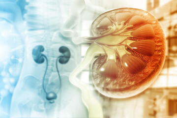 Fototapeta na wymiar Human kidney cross section on scientific background. 3d illustration