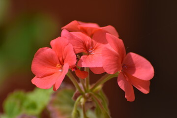 Red geranium