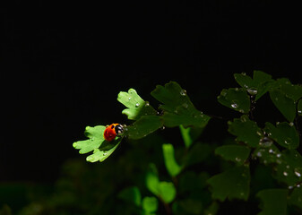 Closeup ladybug on a leaf in a beam of light on a dark background © Kulbabka