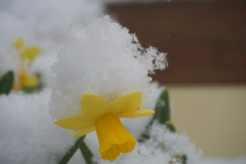 Schnee und Blumen 