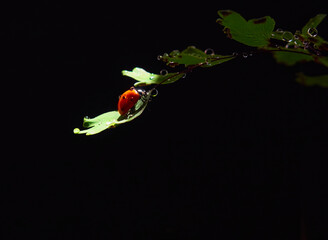 Closeup ladybug on a leaf in a beam of light on a dark background