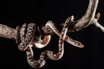 Large bullsnake curled up around a tree branch