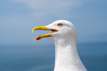 Seagull portrait against sea shore. Close up view of white bird seagull sitting by the beach.