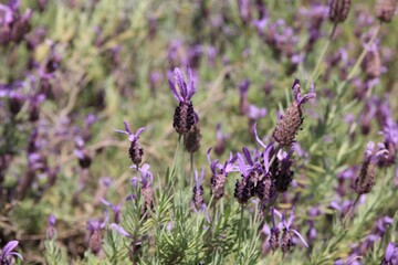 春に咲く花。東京世田谷の野草（5月）。ラベンダーアヴォンビュー。