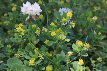 春に咲く花。東京世田谷の野草（5月）。クスダマツメクサ。