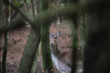 Portrait of a deer resting into the woods