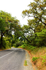 Fototapeta na wymiar Road crossing Cork oak forest in Arrabida Mountains