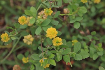 春に咲く花。東京世田谷の野草(5月)。クスダマツメクサ。