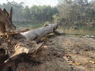 Landscape view of nature with a dead and dry tree trunk as foreground