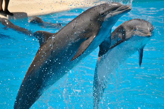 Show with jumping dolphins at the water park © maks86
