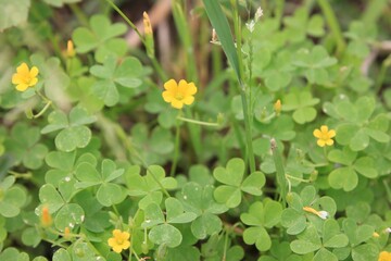春に咲く花。東京世田谷の野草（5月）。カタバミ。