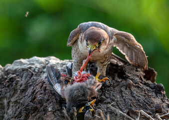 falcon with preyed  bird ,  red-necked falcon or red headed merlin with prey , raptor with preyed...