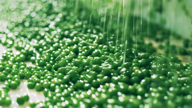 Conveyor transportation of green peas with liquid. Industrial factory with food processing equipment.