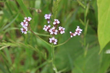 春に咲く花。東京世田谷の野草（5月）。アレチハナガサ。