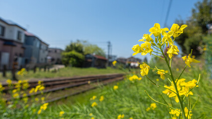 菜の花と日本のローカル線の風景。