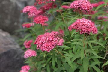 春に咲く花。東京世田谷の野草（5月）。シモツケソウとシモツケは違う。シモツケ。シモツケの葉は細長くシモツケソウ（キョウガノコ）に葉は掌型。