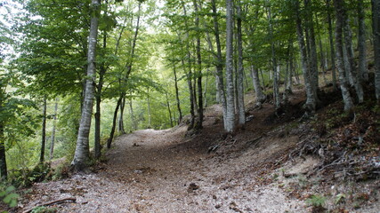Sentiero nel bosco sul monte strega