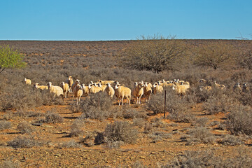 Afrino Sheep in dry, arid, Nama Karoo