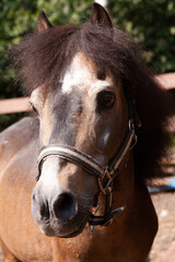Fototapeta premium Portrait of a horse brown pony outside the room
