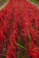 Beautiful colorful Chinese wool Flower park in sunset time