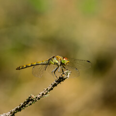 DRAGONFLY - The insect is resting on a stick