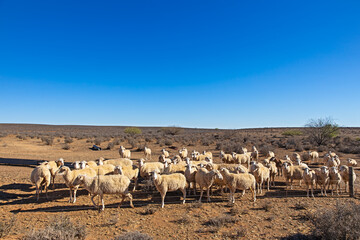 Afrino sheep in dry paddock in Karoo