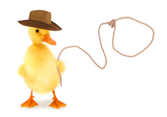Cute duckling cowboy duck with lasso funny conceptual photo