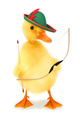 Cute duckling Robin Hood duck with bow and arrow funny conceptual photo