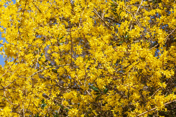 Forsythienknospen, Forsythienblüte, Forsythien, Goldglöckchen (Forsythia), Hintergrund,...