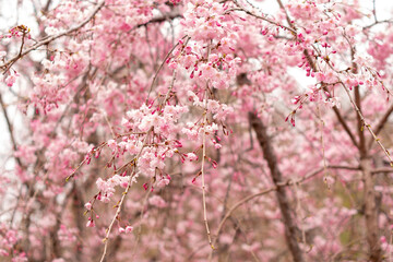 別所沼公園のしだれ桜