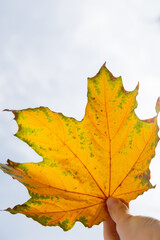 Big maple fall leaf colored by yellow, and green color holding in hand. Closeup view of textured maple leaf as background against the sky. Colorful maple leaves, autumnal mood. Vertical photo
