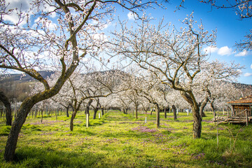 Fototapeta na wymiar apricot trees in spring, orchard, blossom, wachau, austria, marillenblüte