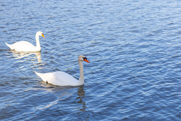 White swan in the foggy lake at the dawn. Morning lights. Romantic background. Beautiful swan. Cygnus. Romance of white swan with clear beautiful landscape.