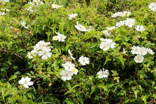 Beautiful Rosa Laevigata white flowers