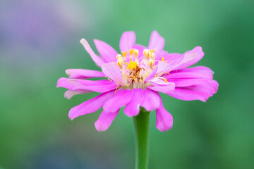 Fototapeta premium Close-up zinnia flower with blurred green background.