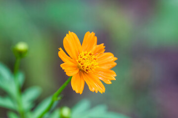 Closeup orange pyrethrum flower in garden.