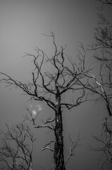 silhouette of tree