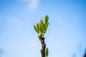 small young fig fruit on a tree in spring 
