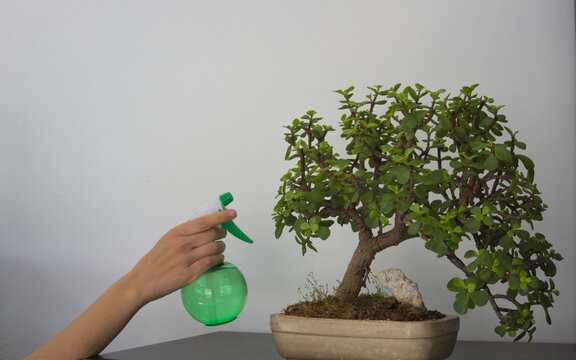 woman's hands watering a small bonsai in a white planter. Gardening concept with copy space