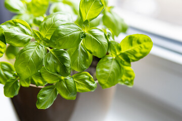 Fresh basil herb in a pot. Indoor plant growing in a pot on a white kitchen windowsill. Dense green leaves of an aromatic herb. Selective focus, copy space.