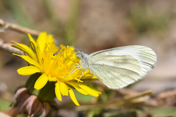 The Wood White butterfly on dandelion flower. Leptidea sinapis, Small white butterfly in springtime