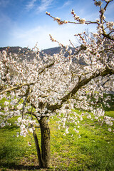 blooming apricot tree in spring, wachau, austria, marillenblüte