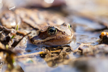 The common frog (Rana temporaria), also known as the European common frog, European common brown frog, or European grass frog, is a semi-aquatic amphibian of the family Ranidae.
