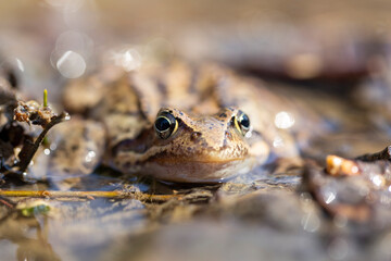 The common frog (Rana temporaria), also known as the European common frog, European common brown frog, or European grass frog, is a semi-aquatic amphibian of the family Ranidae.