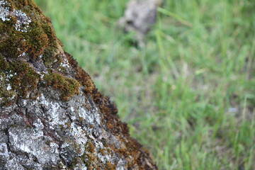 moss on tree