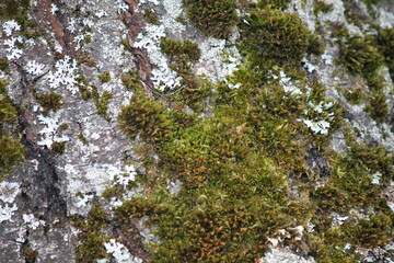 green moss on tree