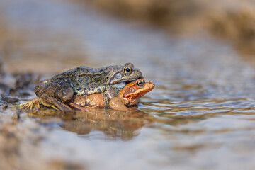 The common frog (Rana temporaria), also known as the European common frog, European common brown frog, or European grass frog, is a semi-aquatic amphibian of the family Ranidae.
