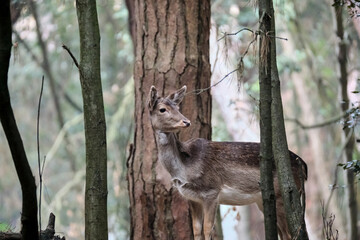 Portrait of a beautiful deer inside the wood